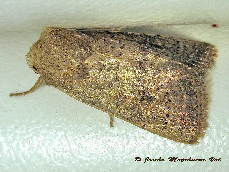 Hoplodrina superstes - Noctuidae ?